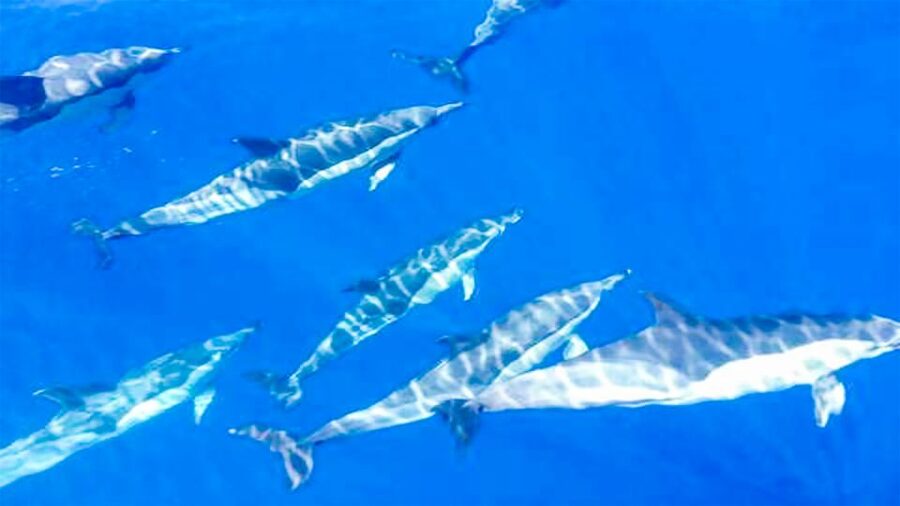 Whale and Dolphin Watching Sailing Tour – Los Gigantes (3H) - Why Los Gigantes is perfect for whales and dolphins in 3 hours