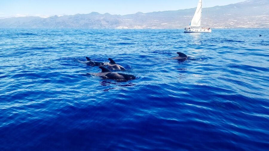 Whale and Dolphin Watching Sailing Tour – Los Gigantes (3H) - How the wildlife search works in the Teno-Rasca Marine Reserve