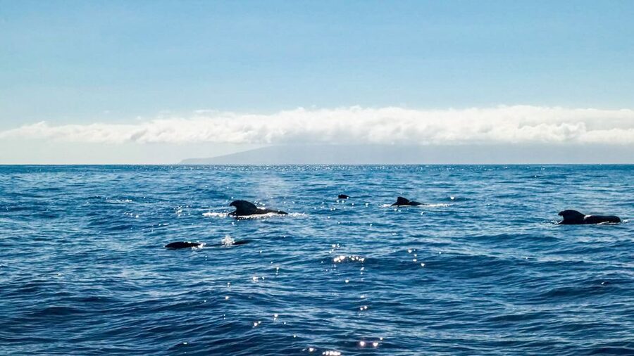 Whale and Dolphin Watching Sailing Tour – Los Gigantes (3H) - The snorkeling and swim cove: clear water, gear provided, short and sweet