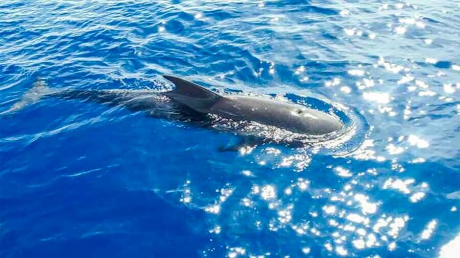 Whale and Dolphin Watching Sailing Tour – Los Gigantes (3H) - Food and drinks: what the lunch actually feels like at sea