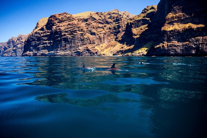 Whale watching and listening Eco-Catamaran Tour with Food Tasting - Meeting at White Tenerife, Marina Puerto Colón: Show Up Smart