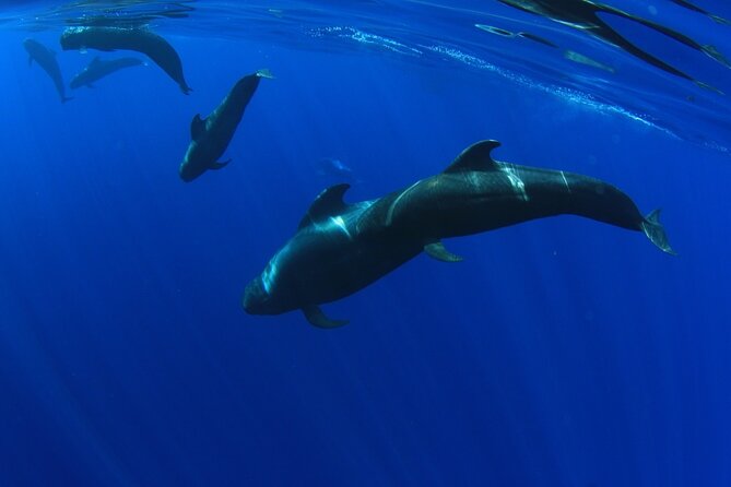 Whale watching and listening Eco-Catamaran Tour with Food Tasting - Crew Style and Wildlife Etiquette: Close Views Without the Rude Behavior