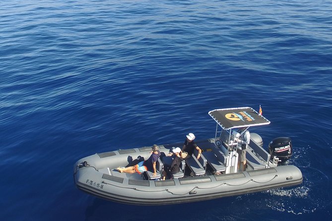 Whale Watching Eco-Adventure from Costa Adeje - Key highlights before you go