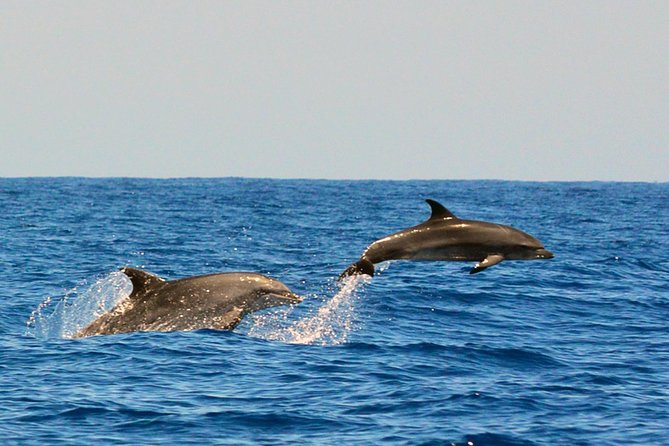 Whale Watching Eco-Adventure from Costa Adeje - Teno-Rasca Marine Protected Area: the reason this feels calm