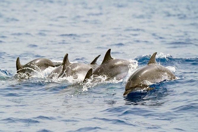 Whale Watching Eco-Adventure from Costa Adeje - Puerto Colón Marina meeting point in Costa Adeje