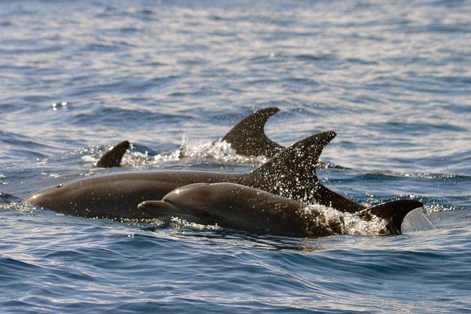Whale Watching Eco-Adventure from Costa Adeje - Hydrophone listening: why you might hear whales before you spot them