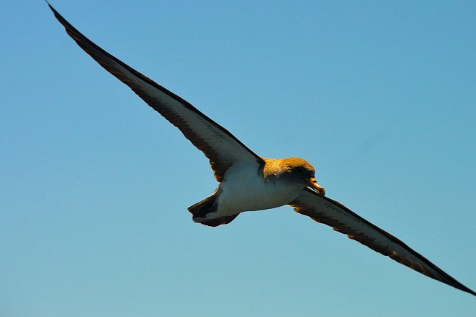 Whale Watching Eco-Adventure from Costa Adeje - The 2-hour itinerary: what happens once you push off