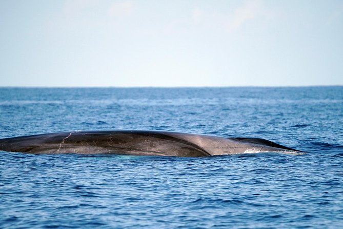 Whale Watching Eco-Adventure from Costa Adeje - Eco-friendly behavior: the small rules that change the whole vibe