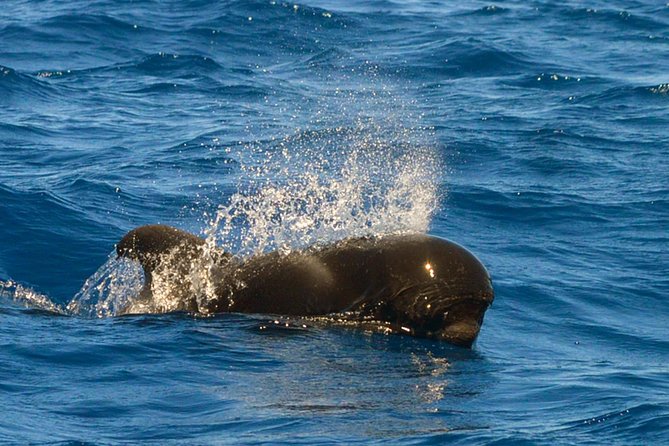 Whale Watching Eco-Adventure from Costa Adeje - Free photos plus a smart packing checklist