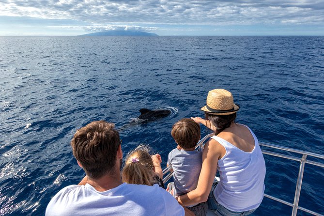 Whales & Dolphins watching in exclusive sailboat - Key highlights you should care about