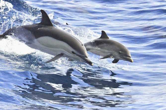 Whales & Dolphins watching in exclusive sailboat - Onboard snacks, drinks, and why comfort matters on a 3-hour trip