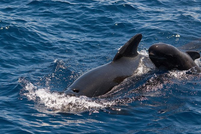 Whales & Dolphins watching in exclusive sailboat - Price and value: what the 71.35 actually covers